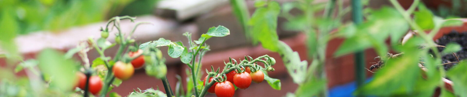 Bild von Tomaten