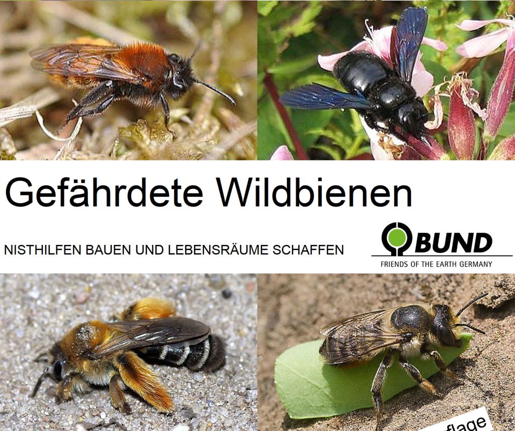 Broschüre "Gefährdete Wildbienen"