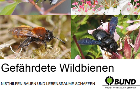 Broschüre "Gefährdete Wildbienen"