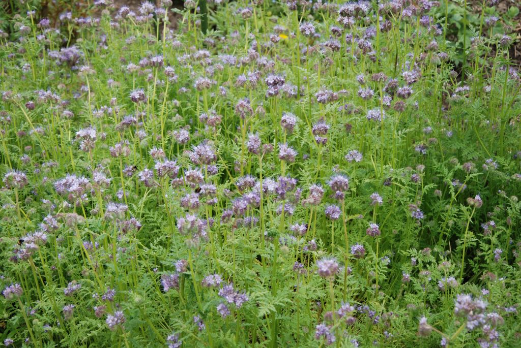 phacelia_c.jpg