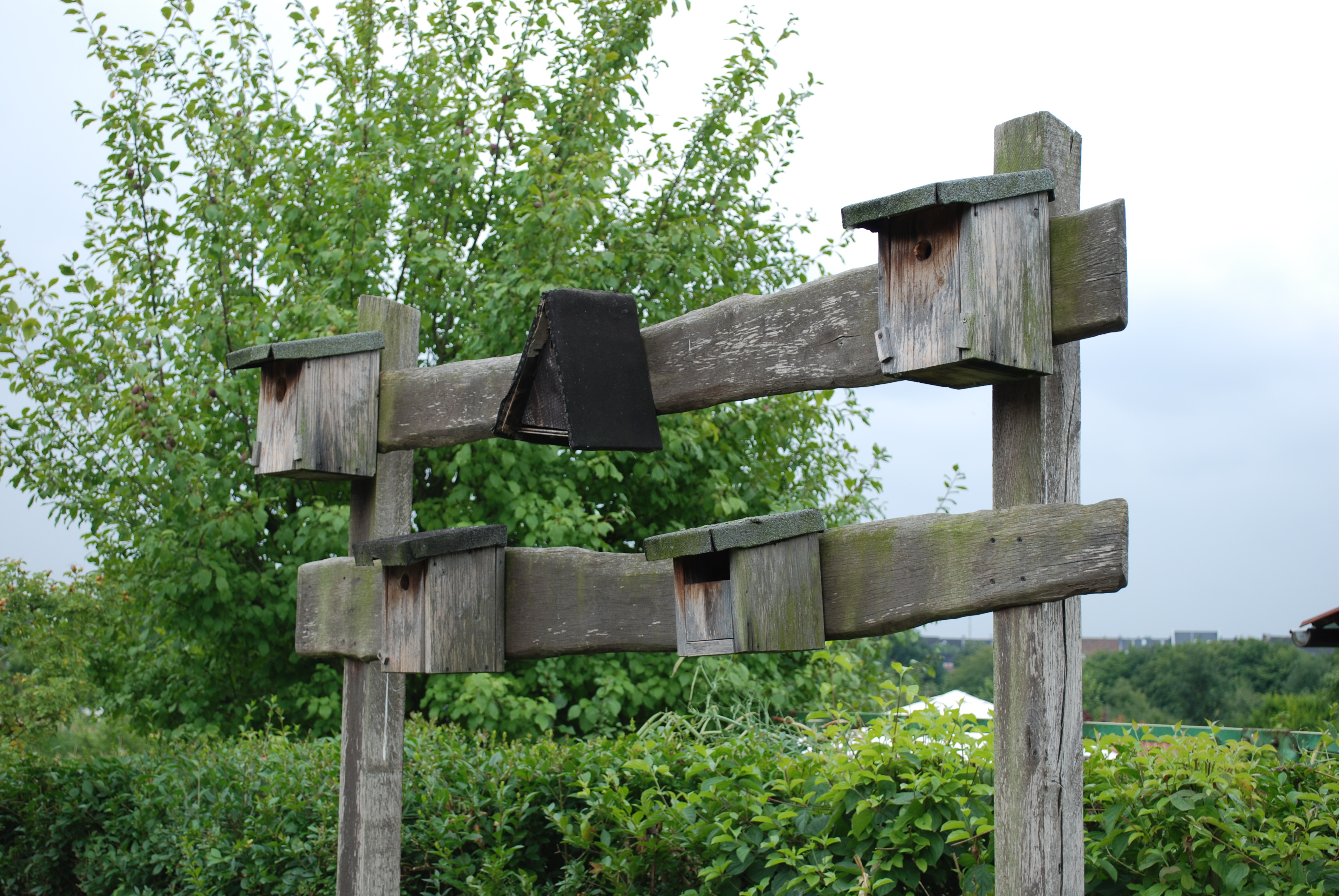 Gartenanlage (August 2009)