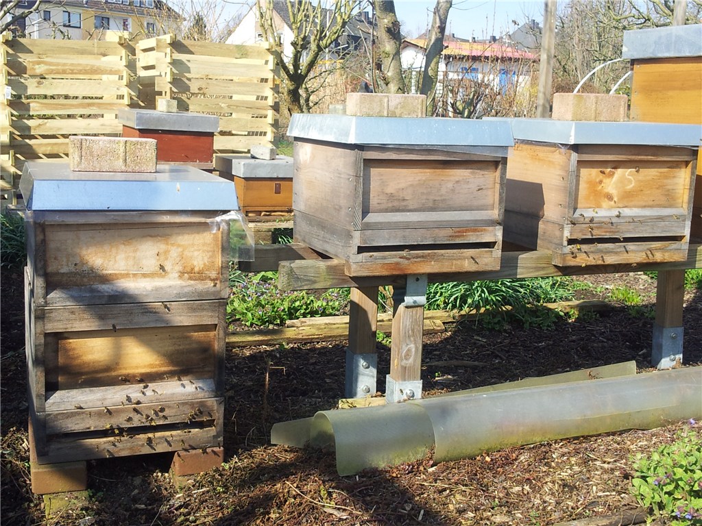 Die Bienen fliegen wieder