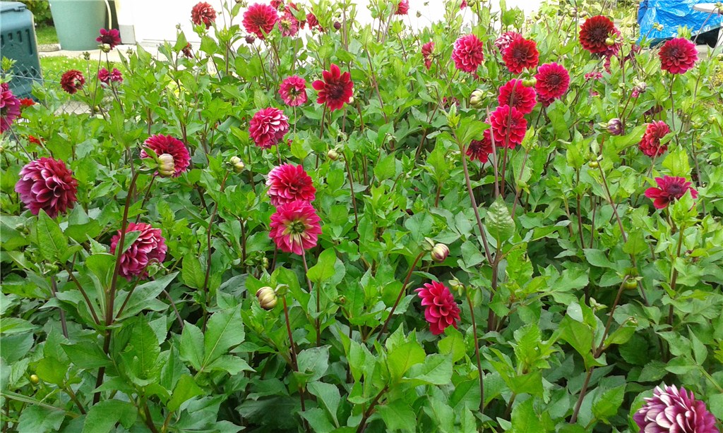 Dahlien (August 2017)