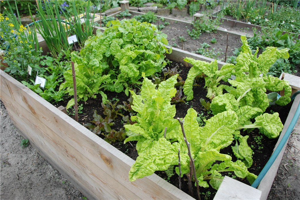 Fachberatung: Besuch des NABU-Gartens im Gartenverein Dortmund-Nord (Mai 2017)