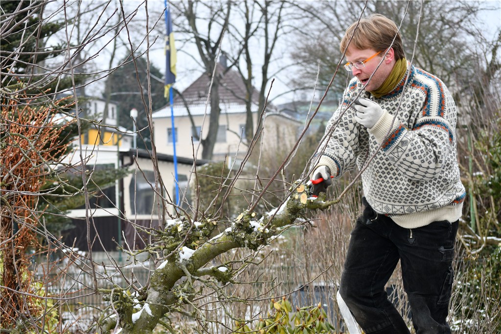 Obstbaumschnitt (März 2018)