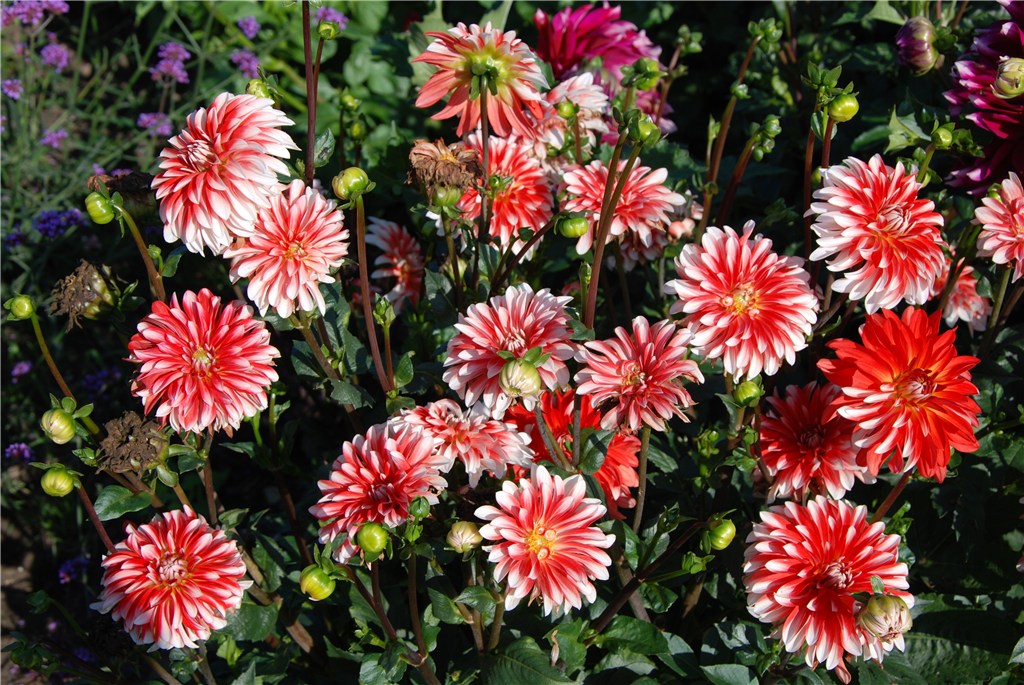 Fachberatung: Besuch des Dahliengartens Ochtrup und Führung durch den Kreislehrgarten Steinfurt (September 2018)