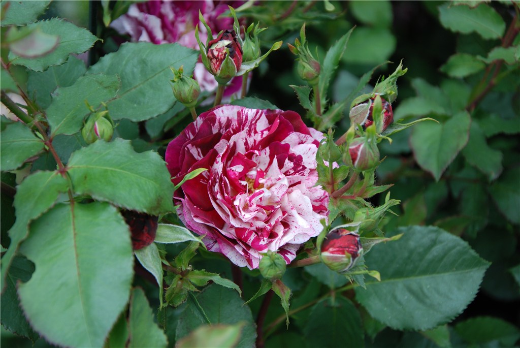 Fachberatung: Besuch der Rhodo in Westerstede (Mai 2018)