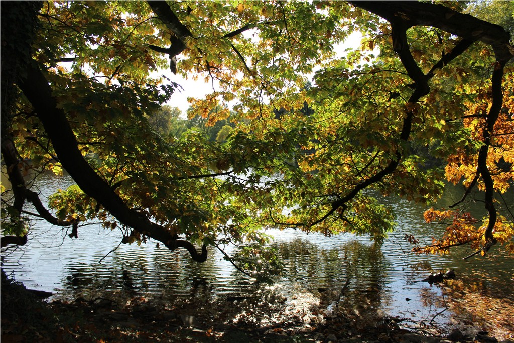 Fachberatung: Herbst im Rombergpark (Oktober 2018)