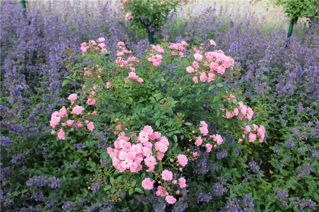 Fachberatung: Führung durch das Dortmunder Rosarium (Juni 2018)