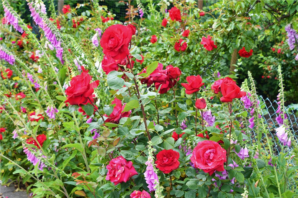 Rosen in unserer Gartenanlage